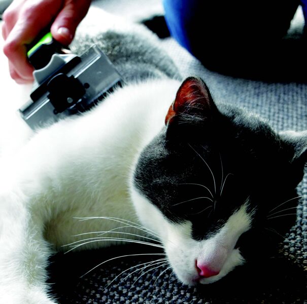 Ķemmes, sukas un grieznes izcilam kažokam un koptiem nagiem